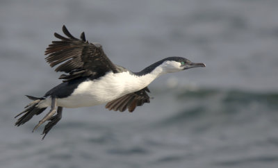 Black-faced Cormorant