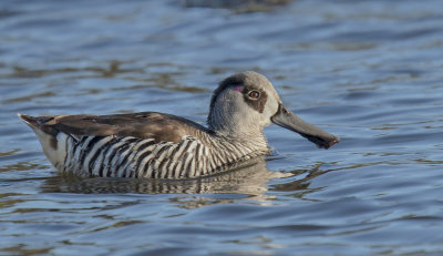 Pink-eared Duck