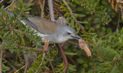 Grey Shrikethrush