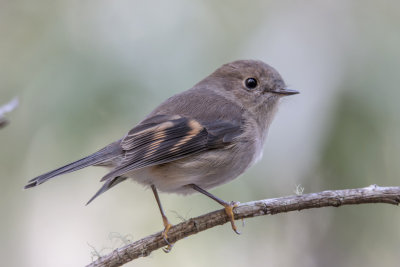 Pink Robin (female)