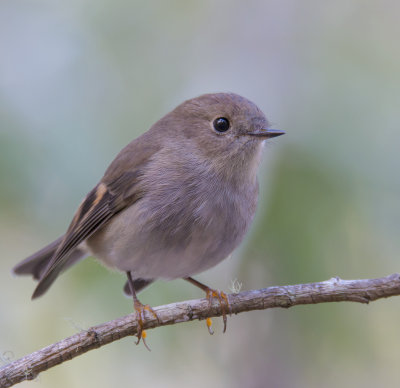 Pink Robin (female)