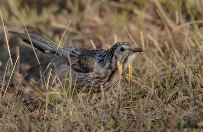 Yellow Wattlebird