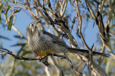 Yellow Wattlebird