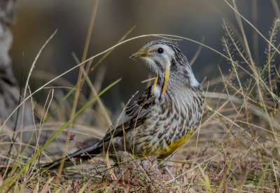 Yellow Wattlebird