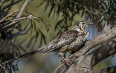 Yellow Wattlebird