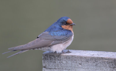 Welcome Swallow