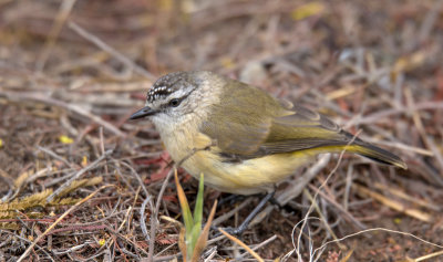 Yellow-rumped Thornbill