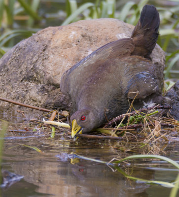 Tasmanian Native Hen