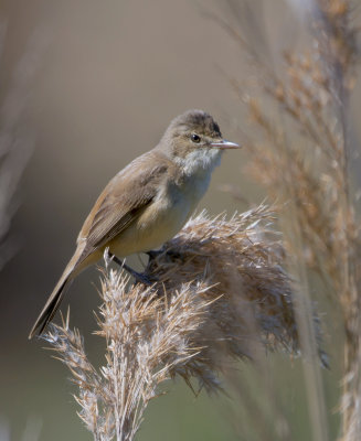 Australian Reed-warbler