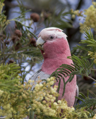 Galahs