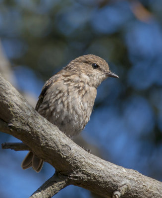 Dusky Robin (juvenile)