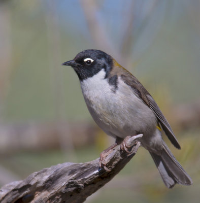 Black-headed Honeyeater