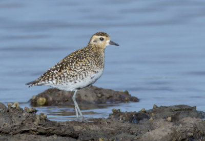 Pacific Golden Plover