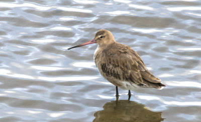 Black-tailed Godwit