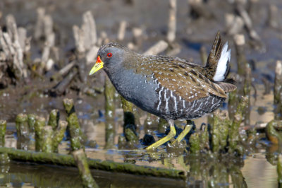 Australian Crake
