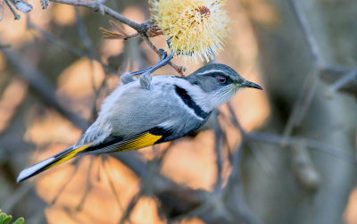 Crescent Honeyeater