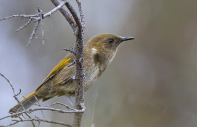 Crescent Honeyeater (female)