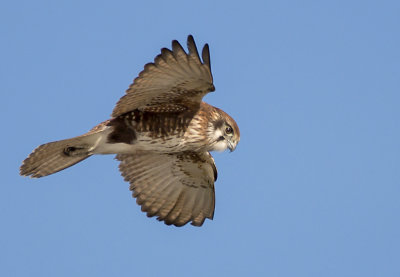 Brown Falcon (hovering)