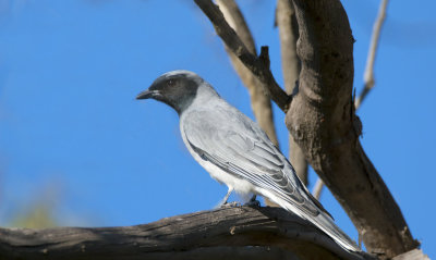 Black-faced Cuckoo-shrike