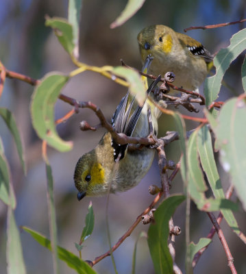 Forty-spotted Pardalote (threatened species)