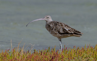 Eastern Curlew