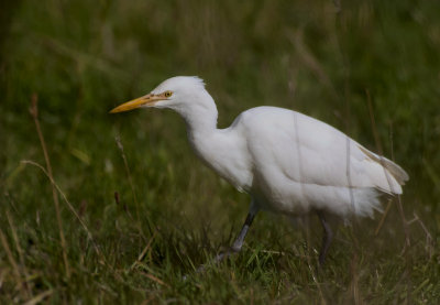 Cattle Egret.