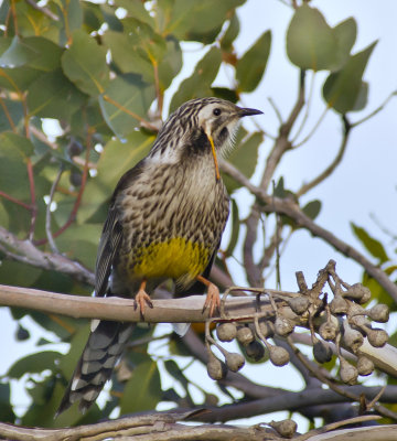 Yellow Wattlebird