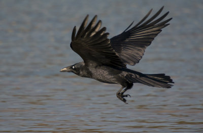 Forest Raven