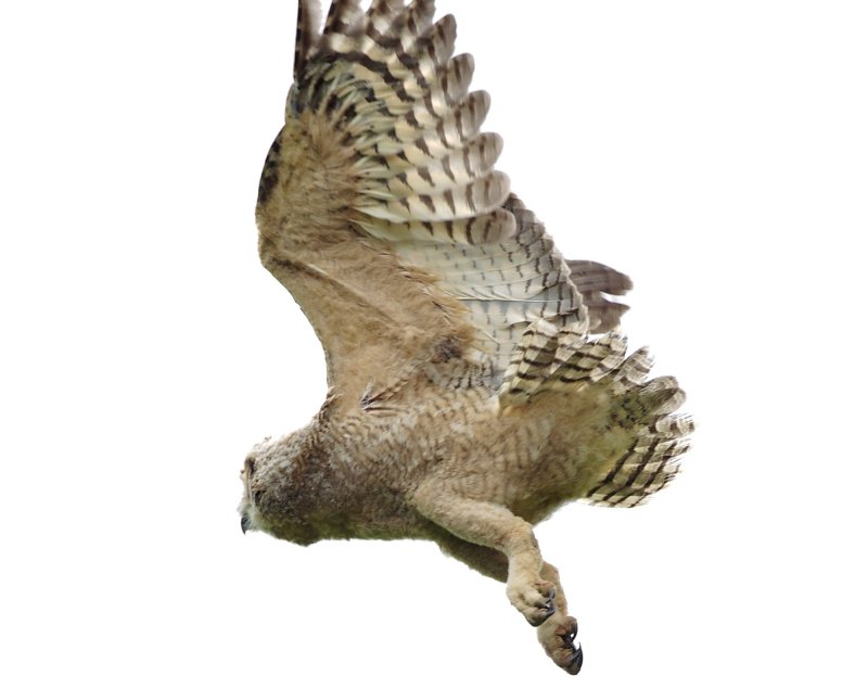 Great Horned Owl fledgling, Appleton Farms