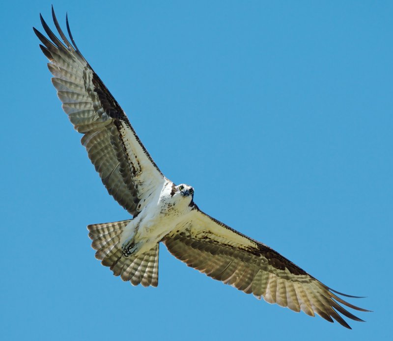Osprey overhead, Rowley marshes