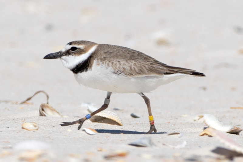 banded Wilsons Plover no. 3, St George Island