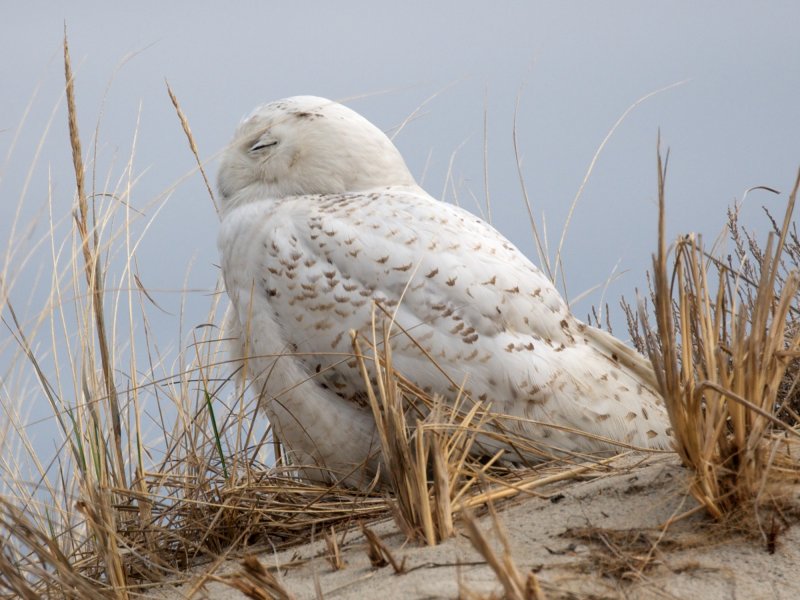 Crane Beach snowy owl Apr 2014