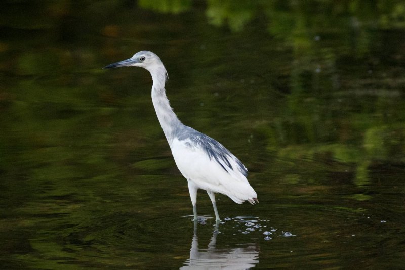 Little Blue Heron