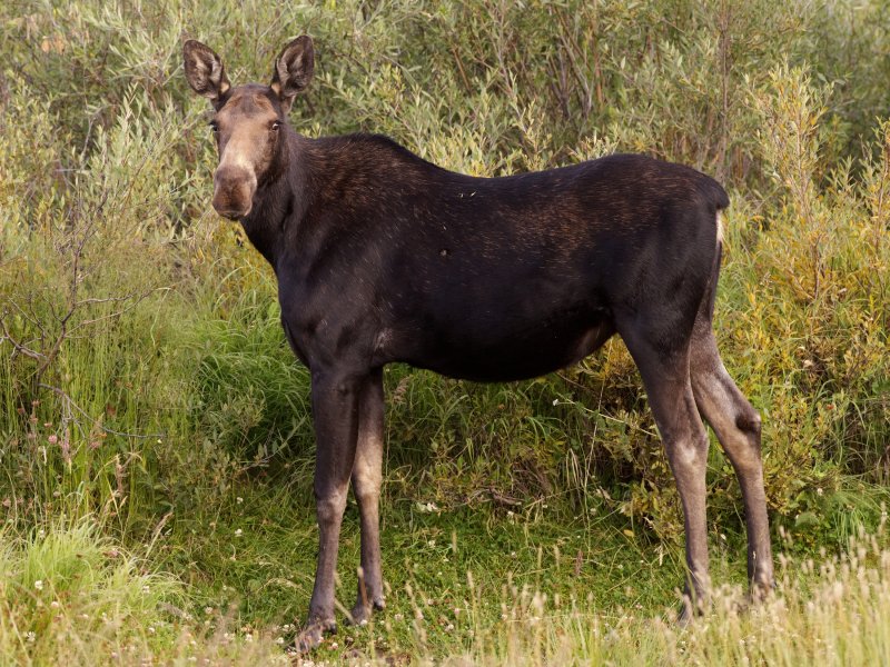 Moose at Meadowlark Lake, Wyo.