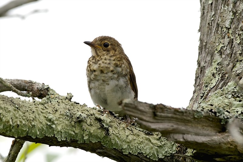 Swainsons Thrush juvenile