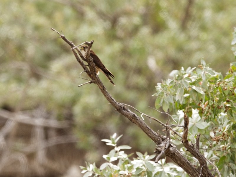 Distant Merlin in the bush 