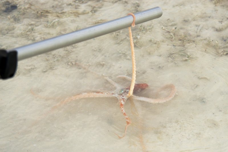 We though it was dead at first, but it hitched a ride on my monopod