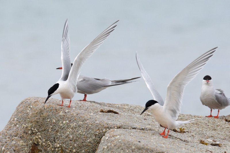 Roseate terns with common terns - Black Beach West Falmouth 2