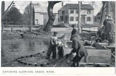 Catching Alewives, Essex Mass.