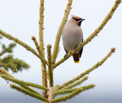 Bohemian Waxwing, Grand Manan