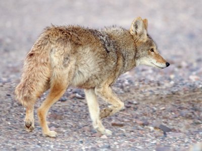 Coyote at dawn, Death Valley