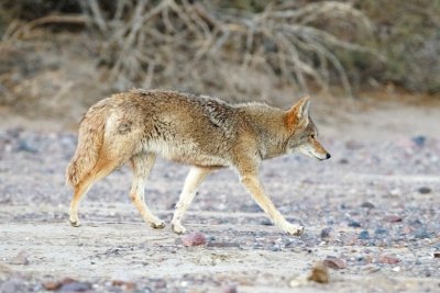 Coyote at dawn, Death Valley