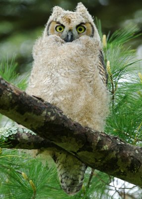 Great Horned Owl fledgling 2, Appleton Farms