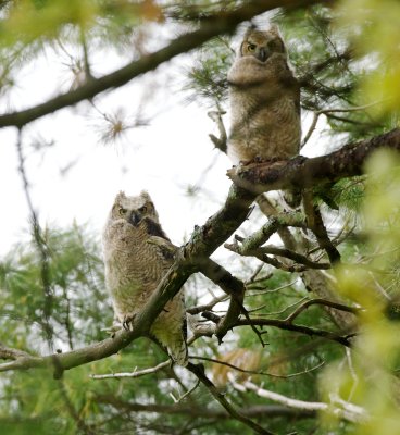 Great Horned Owl fledglings, Appleton Farms