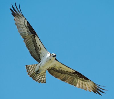 Osprey overhead, Rowley marshes