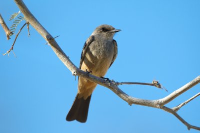 Say's Phoebe, Death Valley