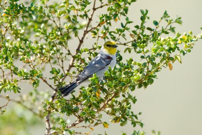 Verdin, Death Valley