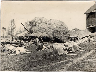 1938 Hurricane 14 Leicester - Nine Cows Killed