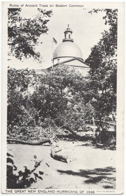 Great New England Hurricane of 1938 - Ruins of Ancient Trees on Common