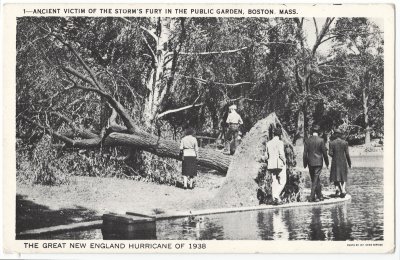 Great New England Hurricane of 1938 1 - Ancient Victim of Storm's Fury in Public Garden